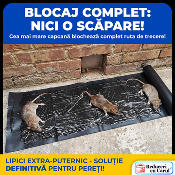 🛠 (2 bucăți) Set capcane lipicioase – economisește & protejează mai multe camere