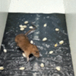 Capcană adezivă pentru șoareci și șobolani DANGRO